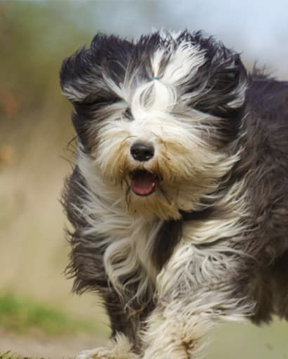 a review of dog grooming course