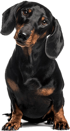 Dachshund, sausage dog, sitting