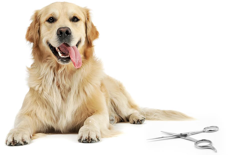 dog with grooming tools