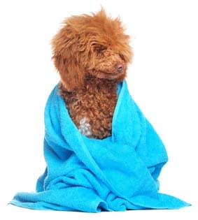 dog in a towel
