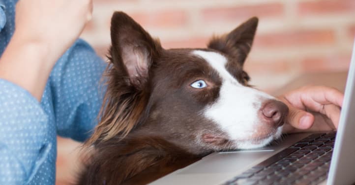 dog resting his chin on a laptop