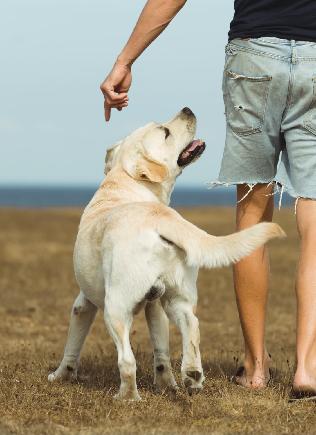 a man and a dog walking in a field
