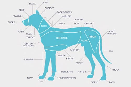 Dog Anatomy