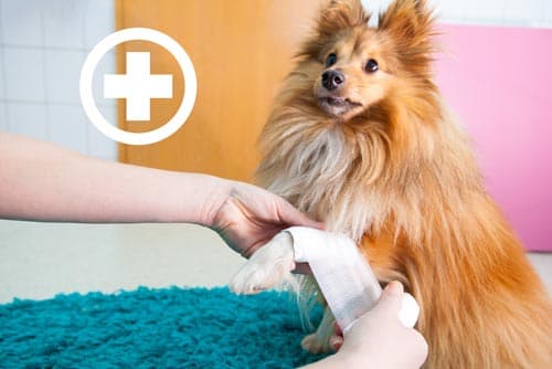 Safety Assessment and First Aid