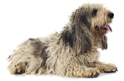 Dog lying down