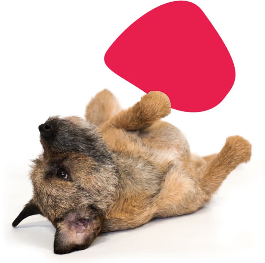 puppy lying on its back