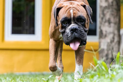 a leashed dog and a man going for a walk