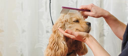 groomer combing a dog's head