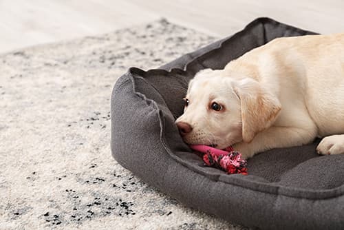 white puppy with a toy lying on a dog bed