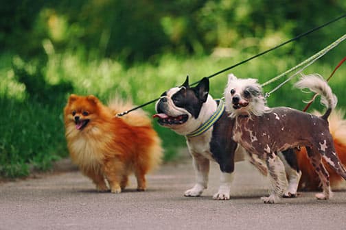 white puppy with a toy lying on a dog bed