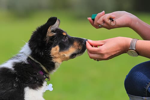 trainer using a clicker and treat to reward a German Shepherd puppy