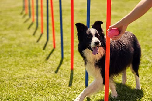 trainer and a dog practicing for an obstacle course