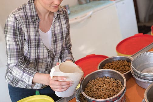 trainer and a dog practicing for an obstacle course