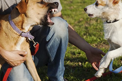 dog snarling at another dog