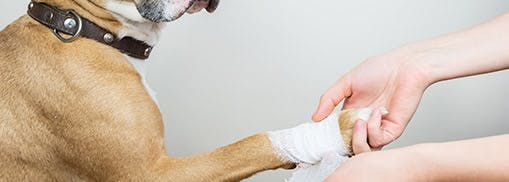 groomer bandaging a dog's paw