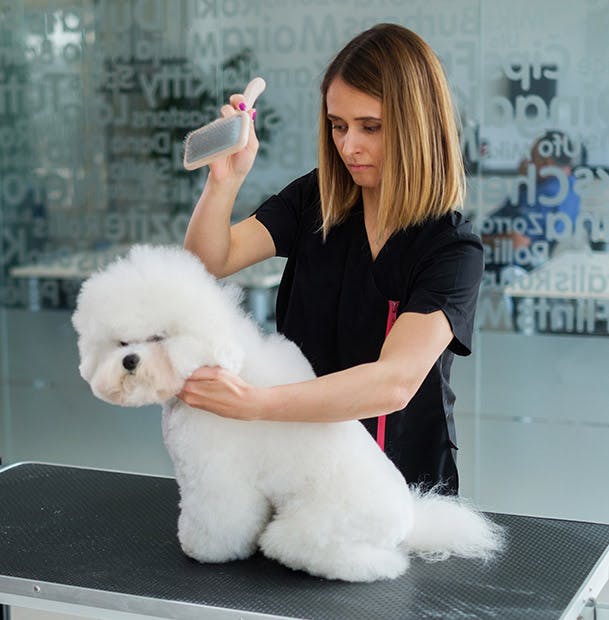 dog groomed with wire brush