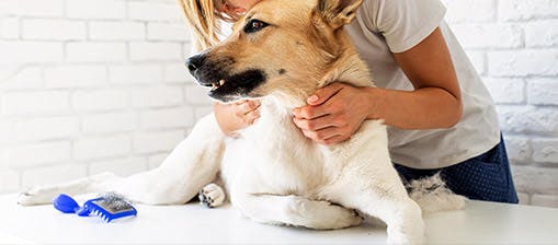 groomer examining a dog's coat