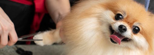 longhaired dog getting a trim