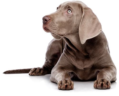 dog looking to the left