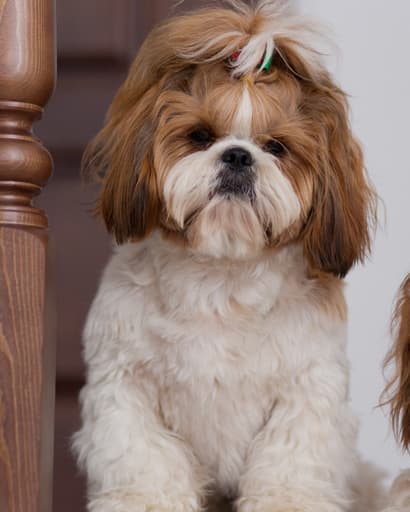 a dog sitting on a staircase