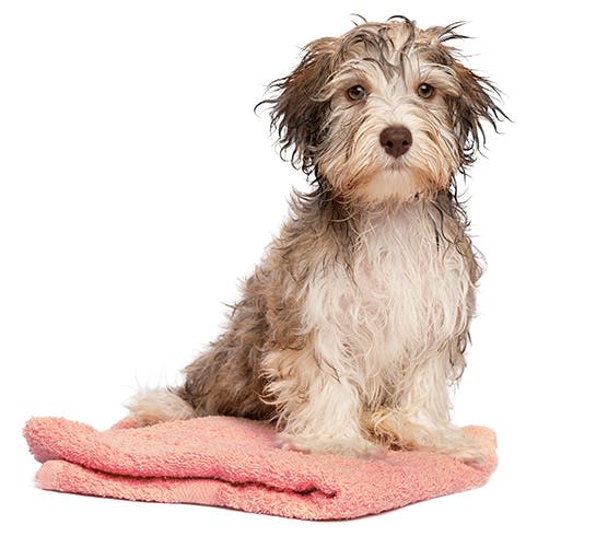a dog sitting on a towel