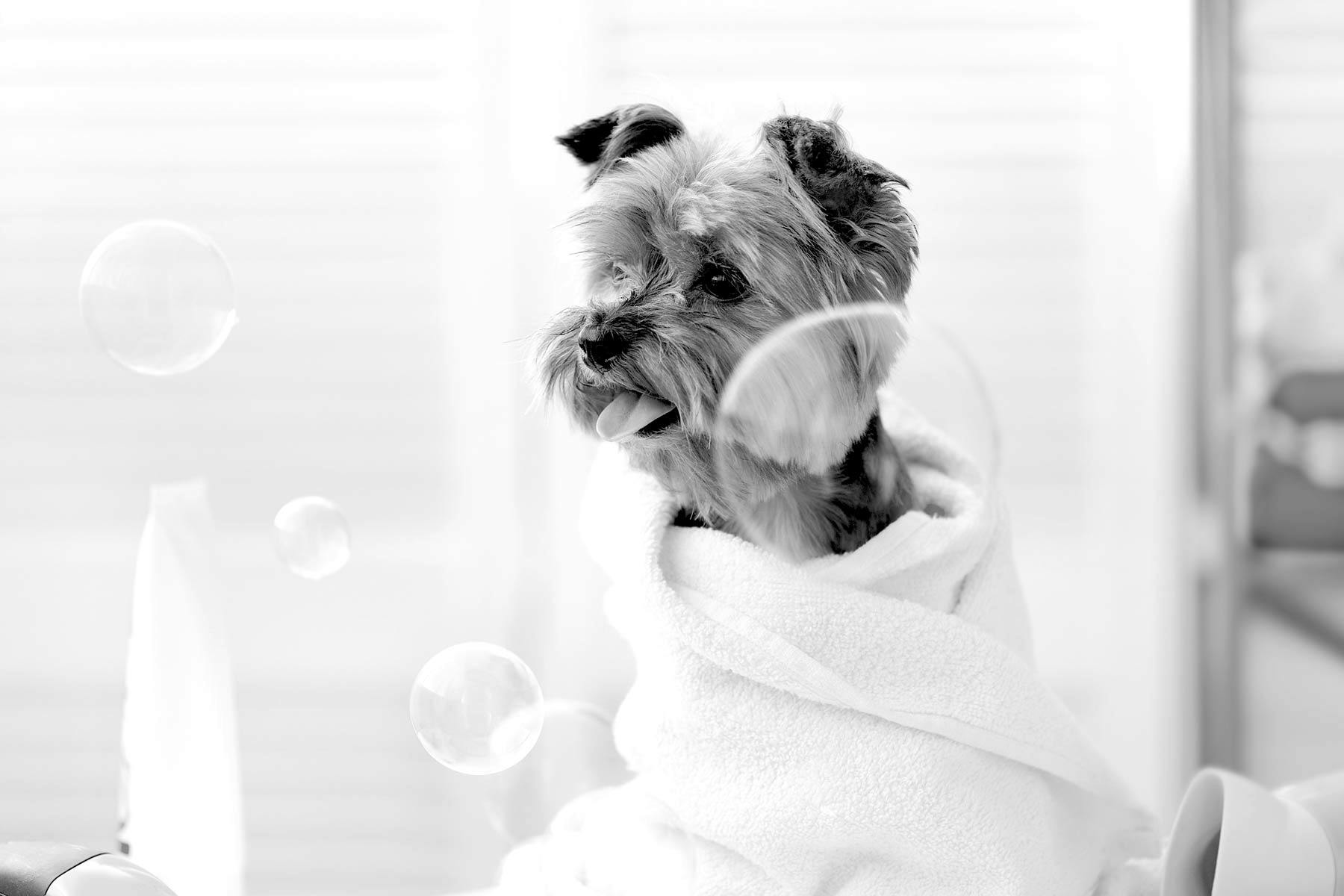 dog in a towel after a bath