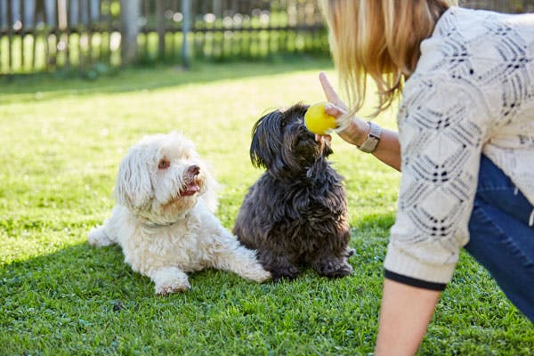 woman playing fetch with two dogs