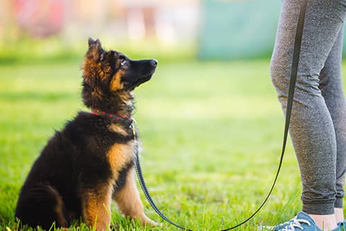German Shepherd puppy