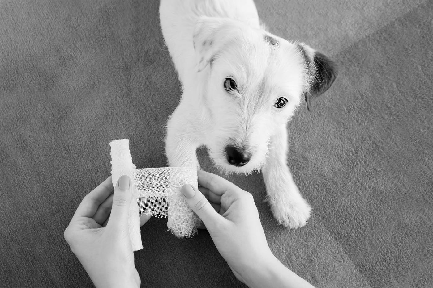 groomer preparing apply gauze on a dog