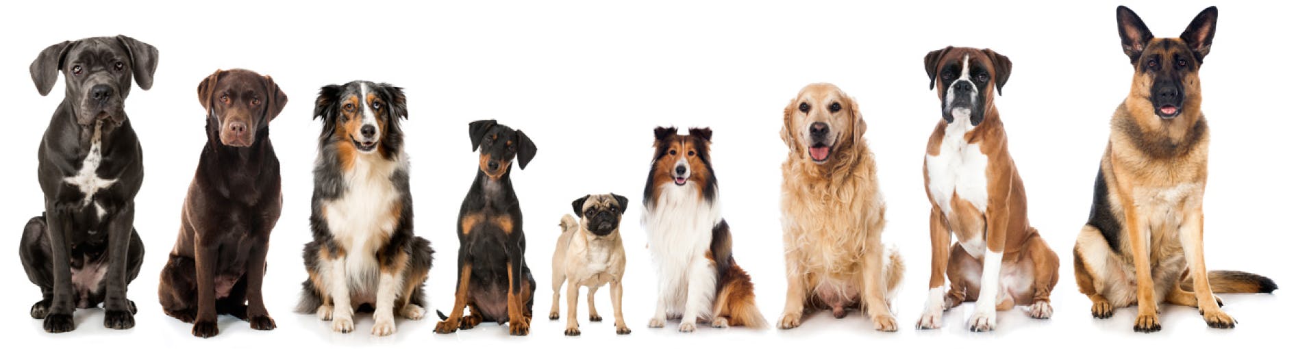 a line of nine dogs standing side to side