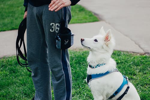 Dog learning from human