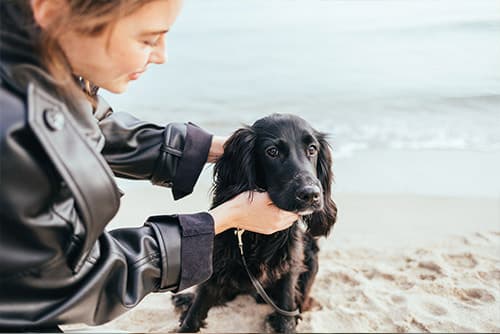 lady removing a dog's collar at the beach