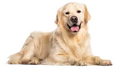 Dog lying down