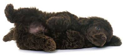Dog lying down
