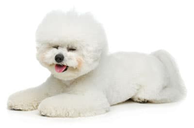 Dog lying down