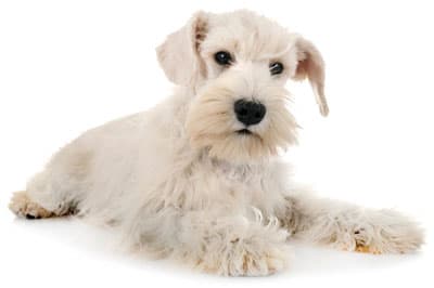 Dog lying down