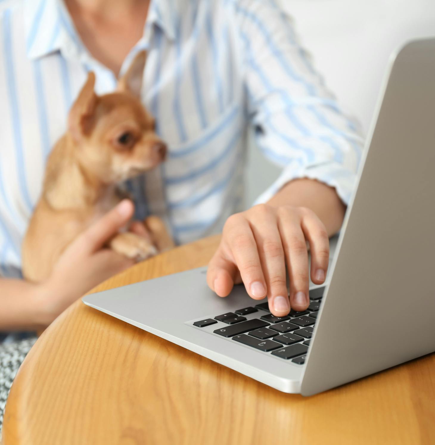 woman using a laptop with a Chihuahua on her lap