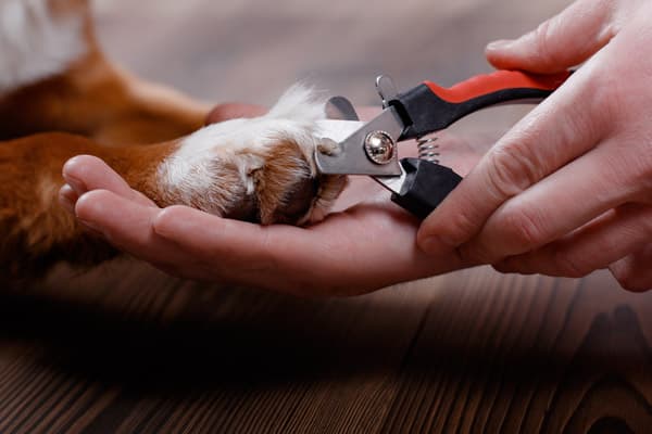 dog having its nails trimmed