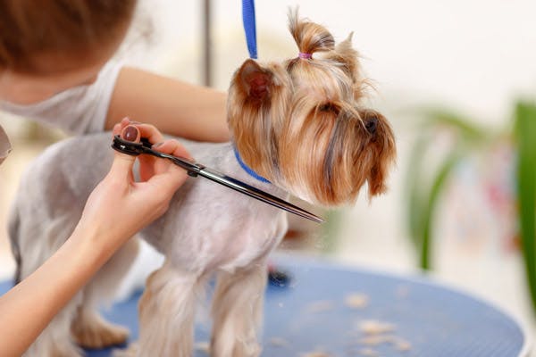 groomer cutting a dog's hair