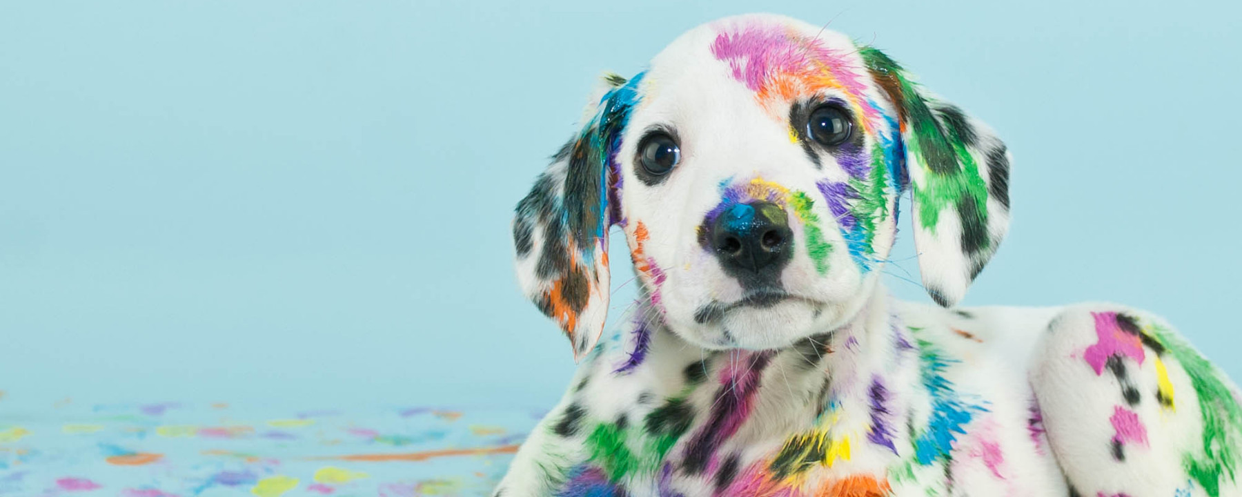 Avoid These Rookie Dog Groomer Mistakes!