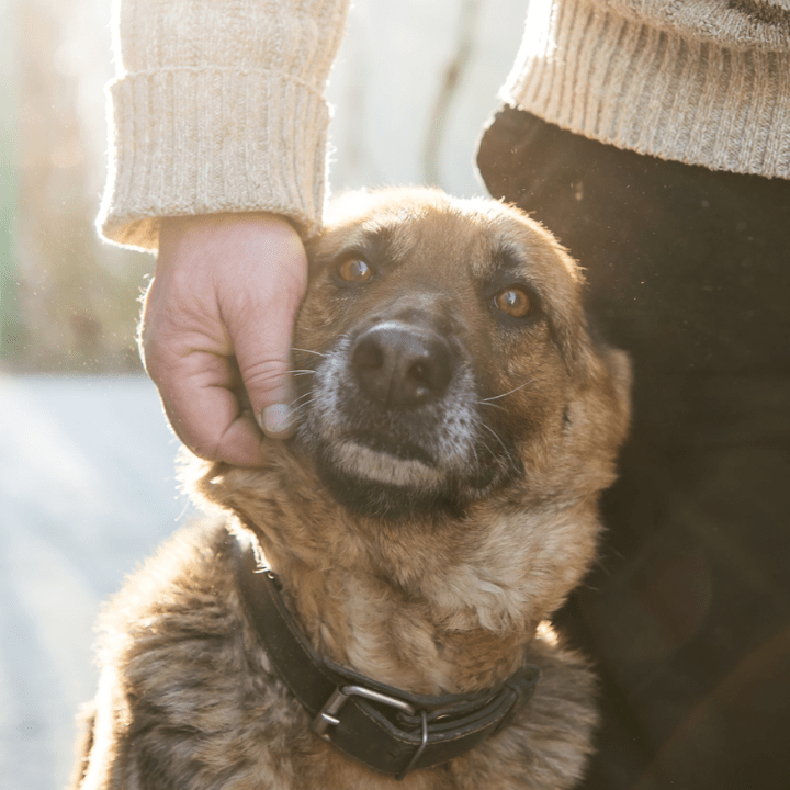 german shepherd sitting next to owner's hip, owner's hand reached down and holding side of dog's face protectively