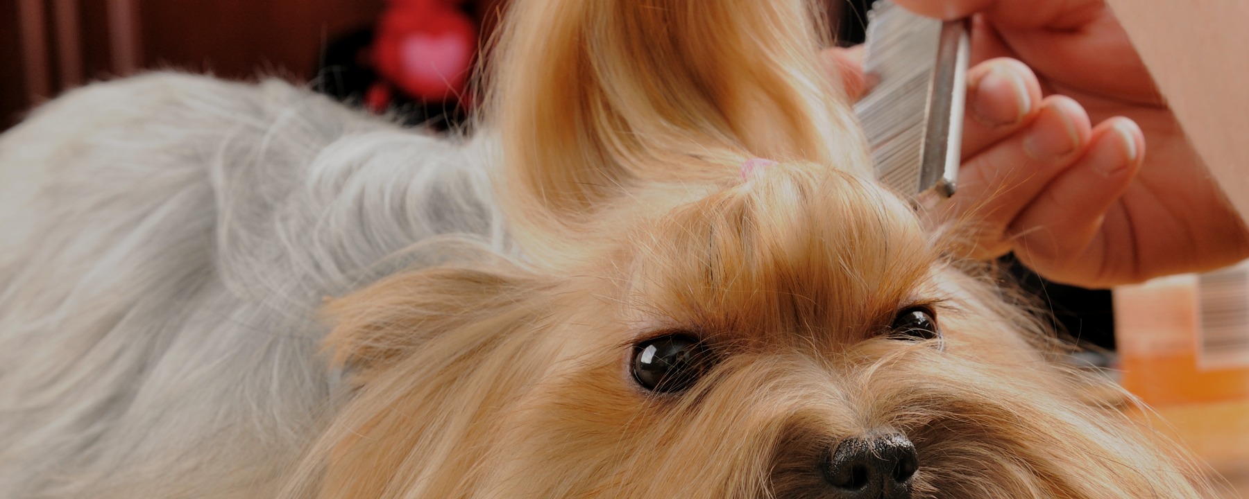 4 Dog Grooming Gadgets for an Easier Appointment