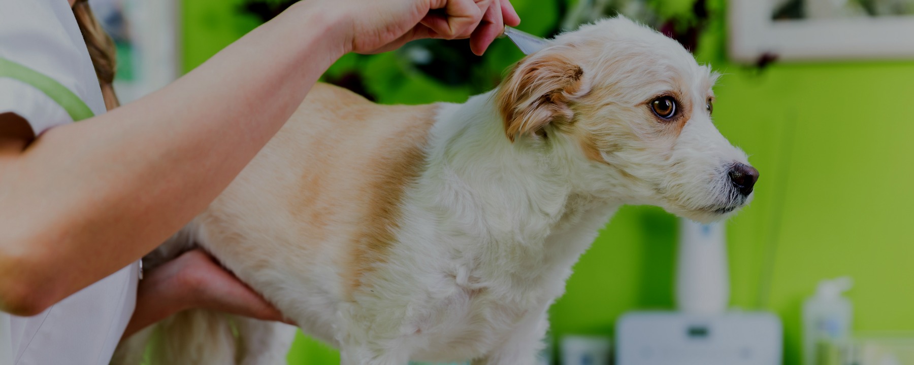 Scheduling For the Freelance Dog Groomer