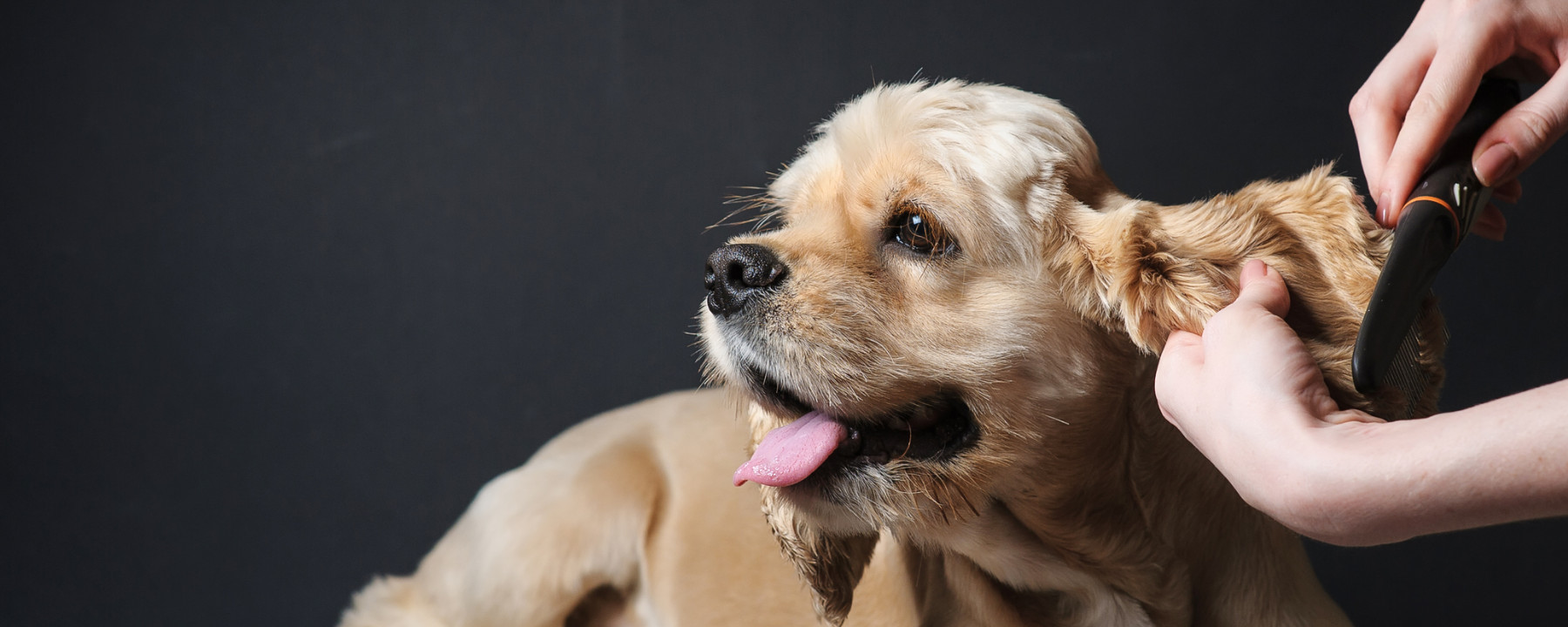 Job Description of a Professional Dog Groomer