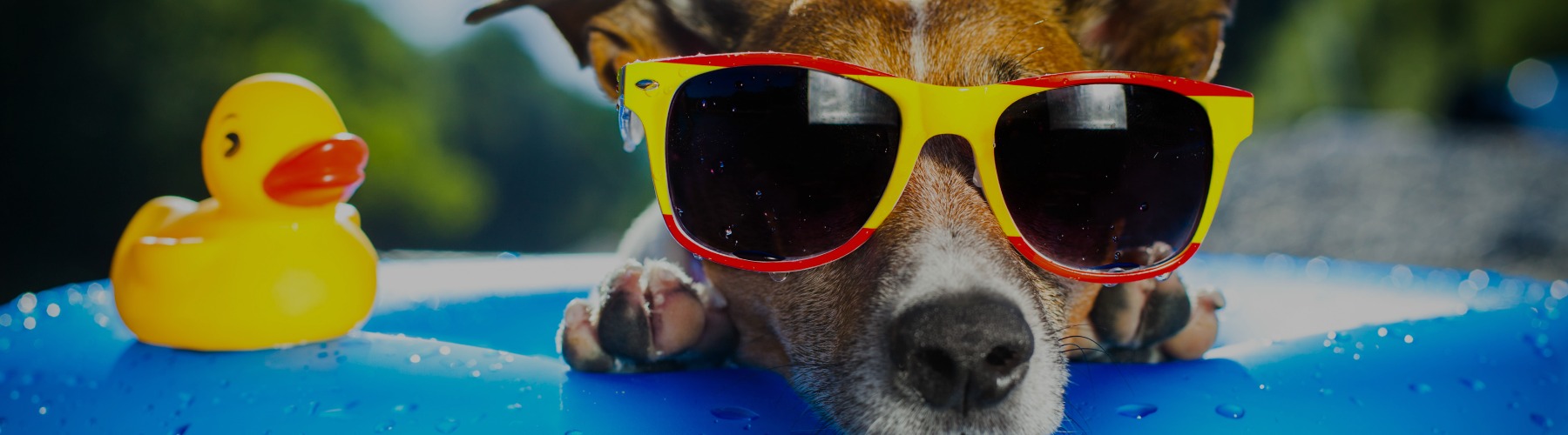 7 Summer Safety Tips for Dog Groomers