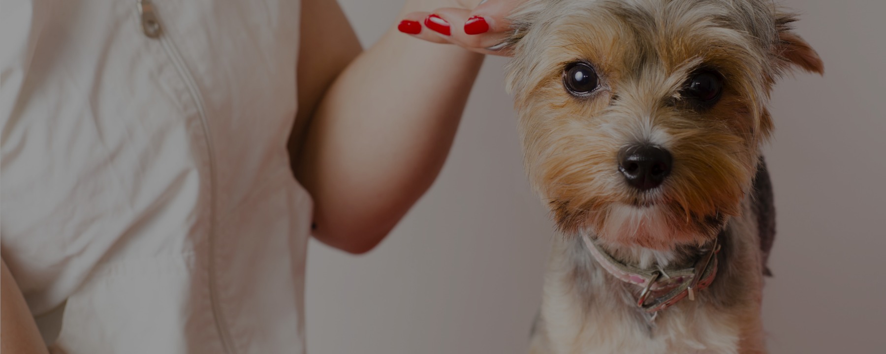 4 Ways to Boost Your Dog Grooming Salary