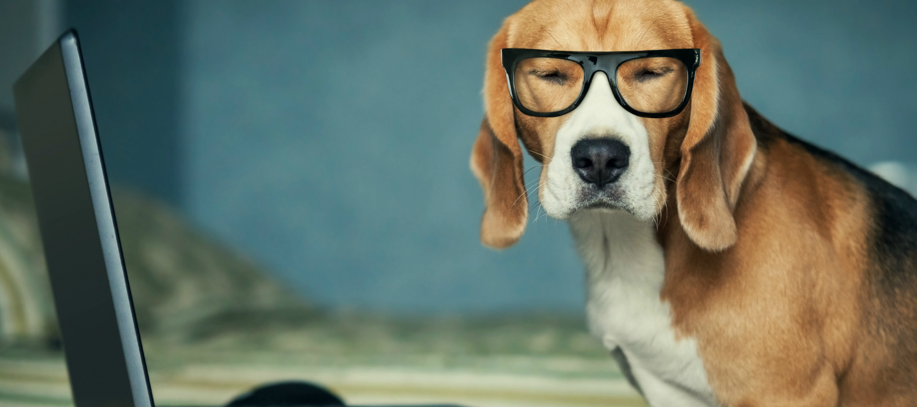 5 Reasons to Take an Online Dog Grooming Course QC Pet Studies