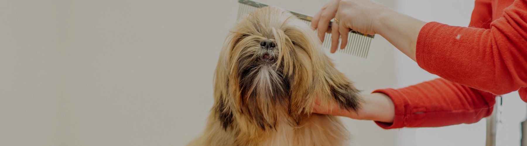 Risky Business: Why You Need a Dog Grooming Course