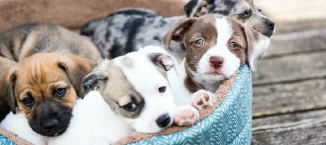 What is the best time to schedule a puppy’s first grooming appointment? 