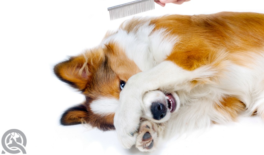 dog grooming course